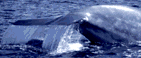 a whale jumping out of the water