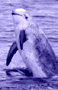 a whale jumping out of the water