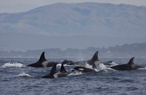 a dolphin jumping out of a body of water