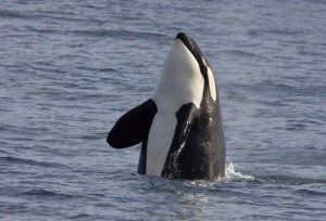 a dolphin jumping out of the water