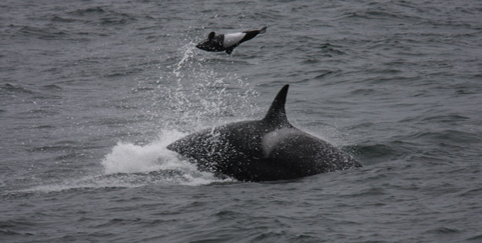 a whale jumping out of the water