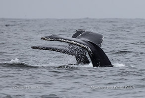 a whale jumping out of the water