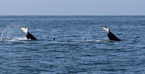 a whale jumping out of the water