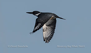 a bird flying in the sky