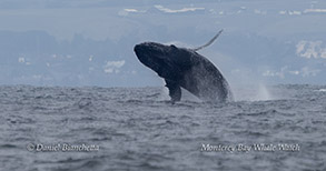 a whale jumping out of the water