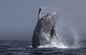 animal on the water