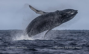 animal on the water