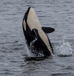an animal swimming in the water