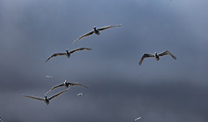 a flock of birds flying in the sky