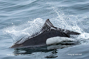 animal on the water