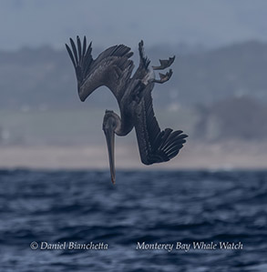 a bird flying over a body of water