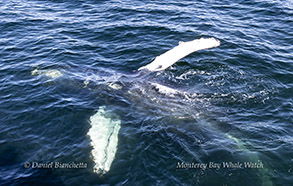 a person swimming in the water