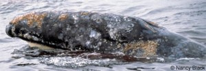 animal on the water