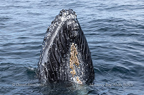 an animal swimming in the water