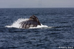 a whale jumping out of a body of water