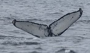 a whale jumping out of the water