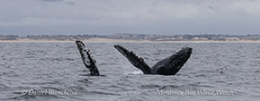 a whale jumping out of the water