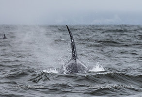 animal on the water