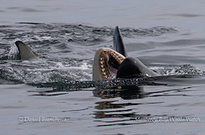 an animal swimming in the water