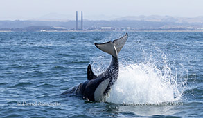 a dolphin jumping out of the water