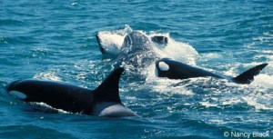 animal on the water