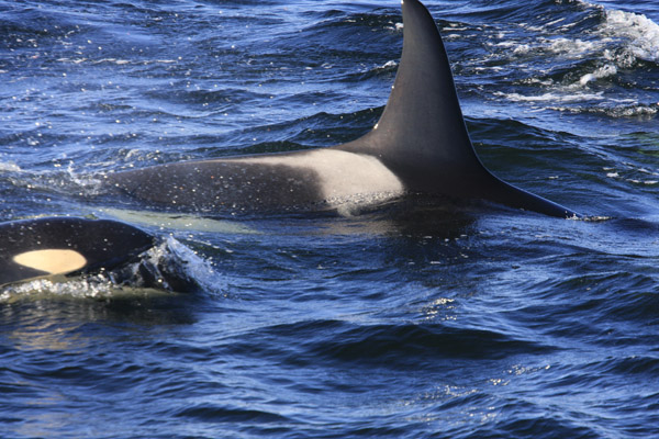 a dolphin jumping out of the water