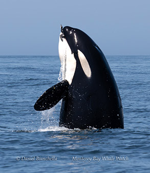 a whale jumping out of the water