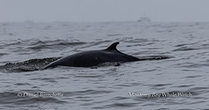 an animal swimming in the water