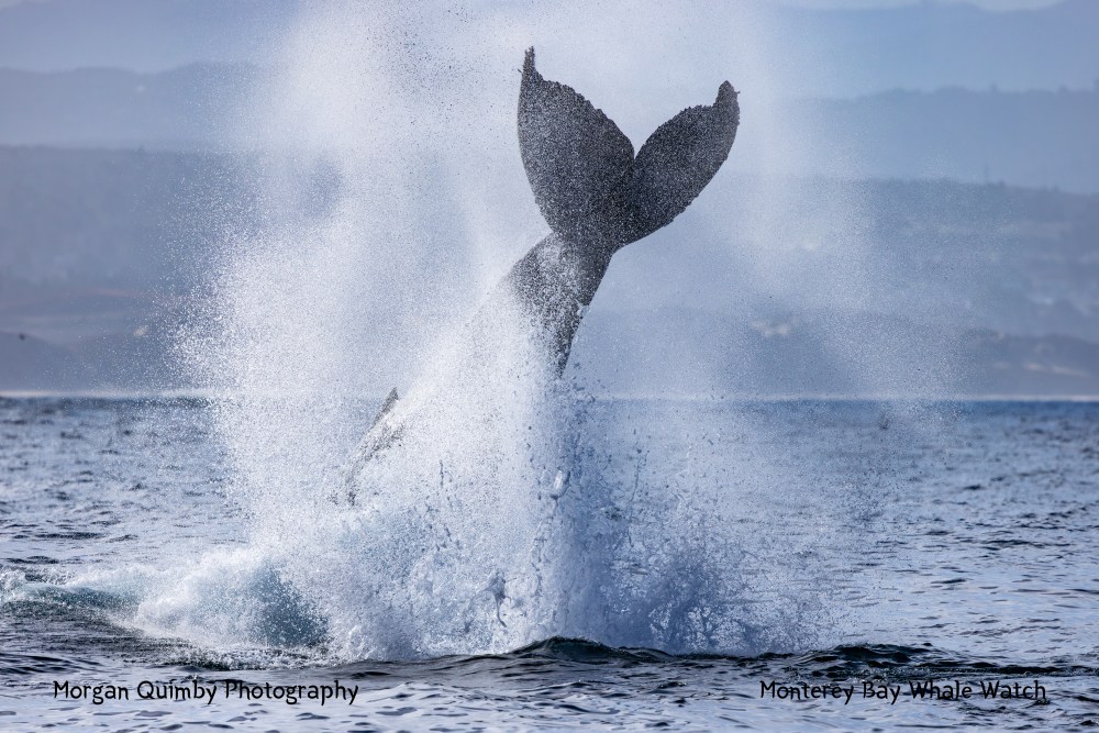 Whale tail emerging from water splash against mountain backdrop.