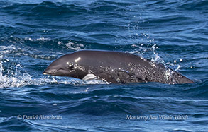 animal on the water