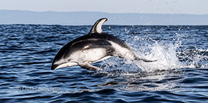 a dolphin jumping out of the water