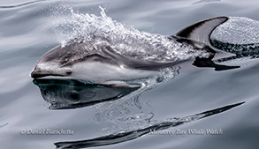 animal on the water