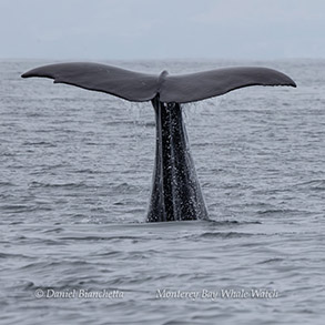 a whale jumping out of the water