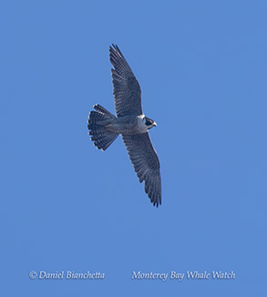 a bird flying in the sky