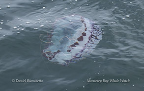 a fish swimming under water