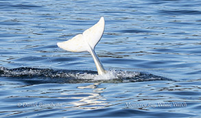 a swan swimming in a body of water