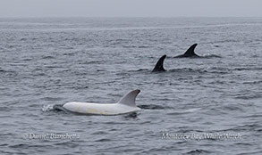a whale jumping out of the water