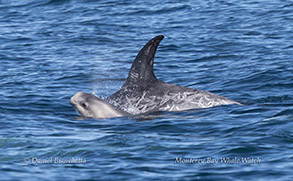 a dolphin swimming in a body of water
