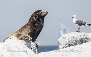 a seal on the snow