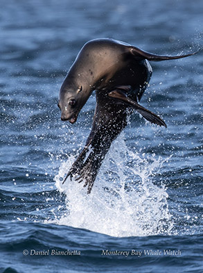 animal on the water
