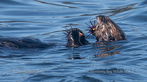 a bird swimming in water