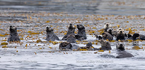 a flock of seagulls are swimming in the water