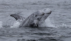 animal on the water
