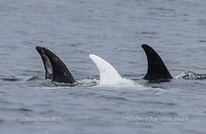 a whale jumping out of the water