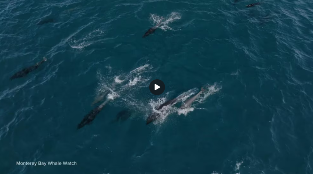 an animal swimming in the water